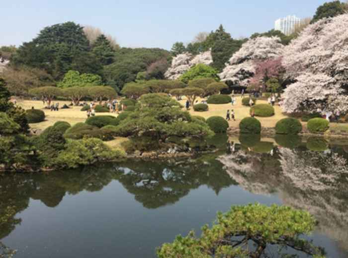 View of the beautiful Yoyogi Park during the Sakura season