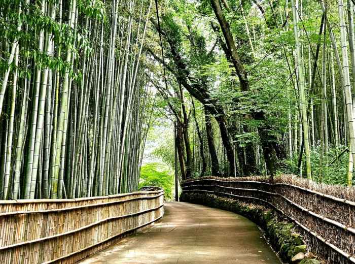 Path through Arashiyama bamboo grove Photo by SE YEON JEON on Unsplash