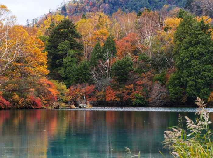 Nishinomaru Garden in autumn with maple trees