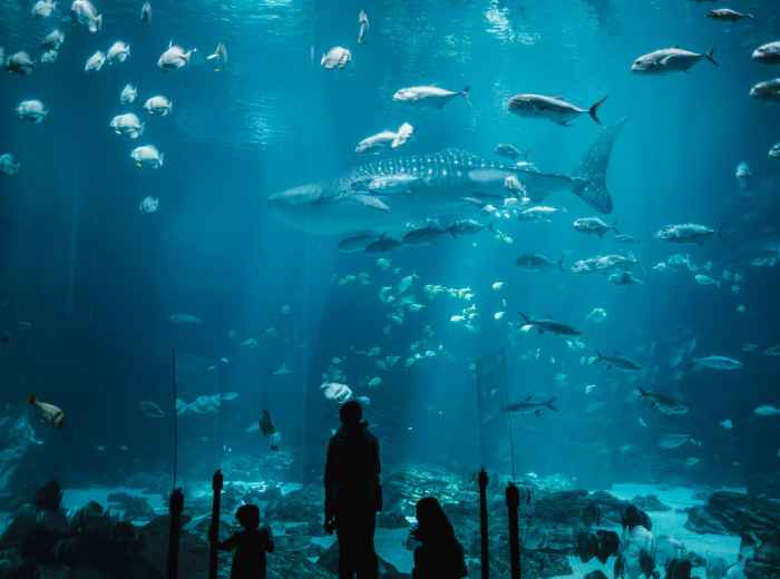 Visitors silhouetted against the massive main tank with whale sharks at Osaka Aquarium.Photo by Airam Dato-on pexels