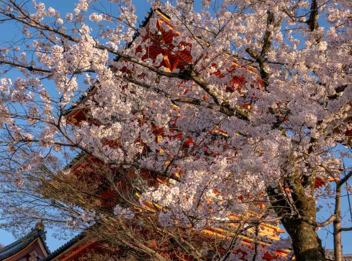Traditional temple architecture framed by blooming cherry trees at Shitennoji Temple. Photo by YANGHONG YU on Unsplash