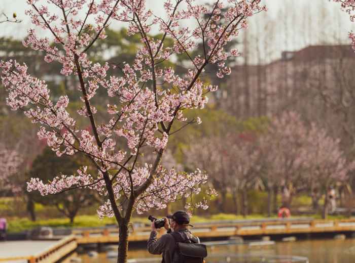 A visitor quietly admiring a fully bloomed sakura in a peaceful park, maintaining respectful distance from others Photo by cal gao on Unsplash