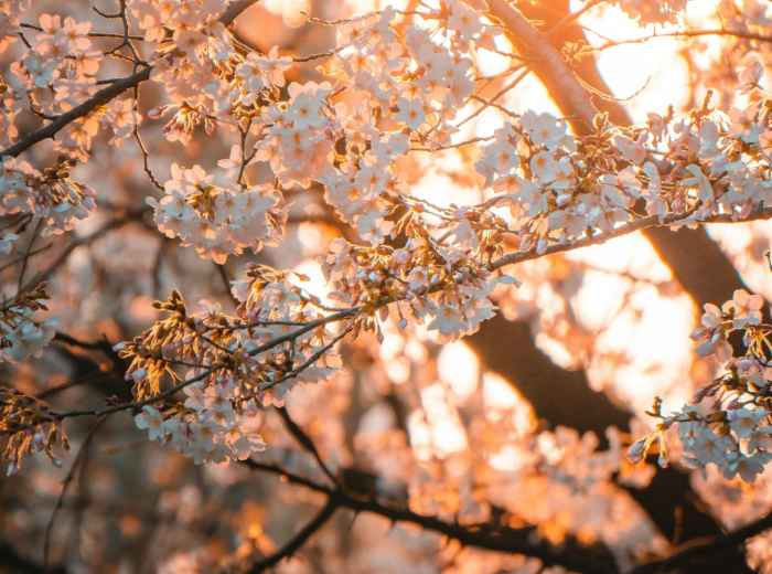 A photographer capturing sakura at golden hour with soft, warm lighting illuminating the petals Photo by Xianyu hao on Unsplash