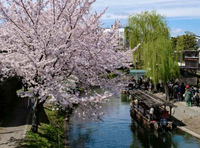 Cherry blossom viewing (hanami) food stalls along an Osaka river in spring Photo by James Pere on Unsplash