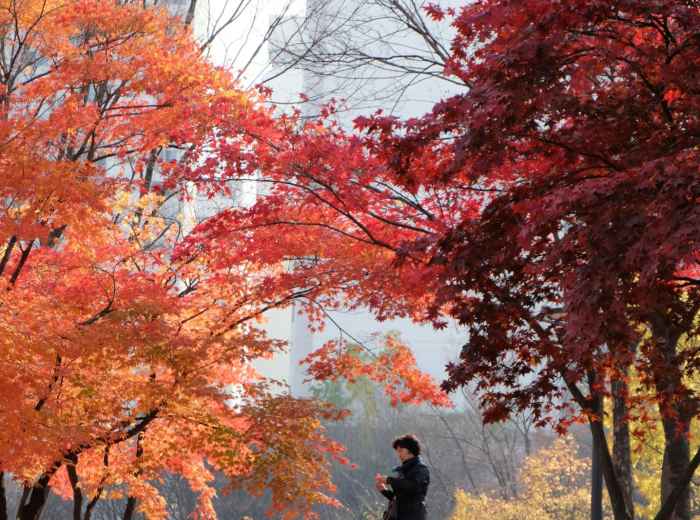 Beautiful autumn colors in urban park setting with few visitors and natural lighting Photo by Doyle Shin on Unsplash