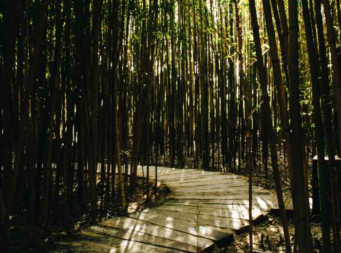 Peaceful pathway through towering bamboo forest with filtered sunlight creating natural patterns Photo by Inês Conceição on Unsplash