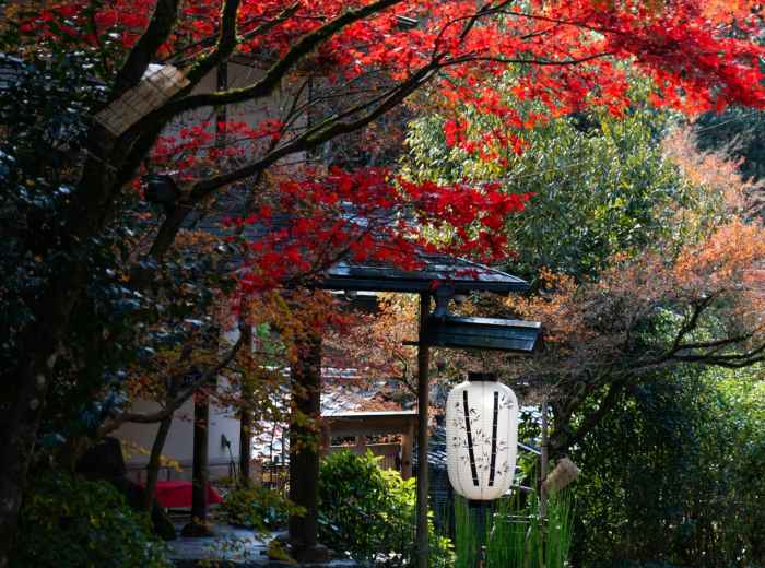 Traditional Japanese architecture with autumn foliage. Photo by Weichao Deng on Unsplash