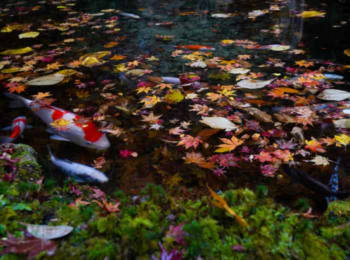 A view of a Japan garden's koi pond with autumn leaves floating on the surface and colorful fish visible beneath Photo by Aika Kohama on Unsplash