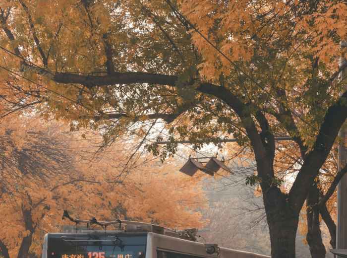 A bus traveling through autumn countryside to reach hiking destinations, with passengers visible inside and beautiful fall foliage outside Photo by Tao Yuan on Unsplash
