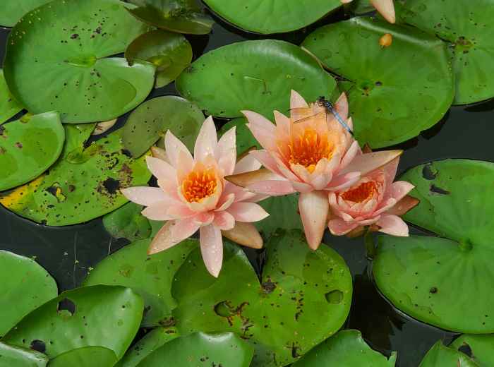 Lotus flowers blooming in summer pond Photo by Susan Schwendener on Unsplash