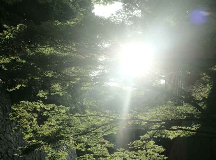 Dappled sunlight filtering through ancient forest canopy on the Kurama-Kibune hiking trail Photo by Mak on Unsplash