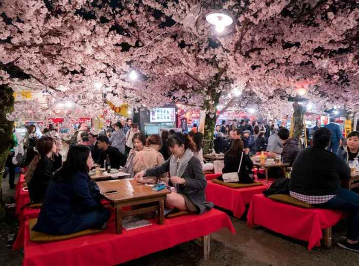 Families gathered under large cherry trees in Maruyama Park with evening picnic setups on cooling stones.