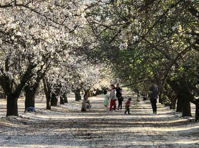 A young family walking along the Philosopher's Path under cherry blossoms, backpacks and snacks in hand Photo by Cecilia Nguyen on Unsplash