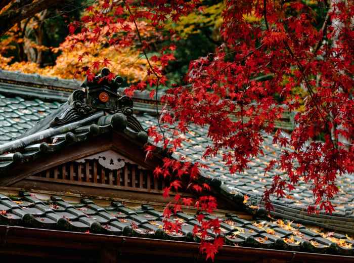 Temple garden in autumn with colorful maple leaves Photo by Diana Lisunova on Unsplash