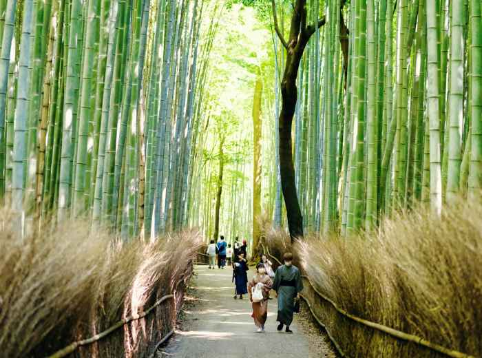 Host and guest walking through sunlit Arashiyama bamboo grove, surrounded by towering stalks Photo by DuoNguyen on Unsplash