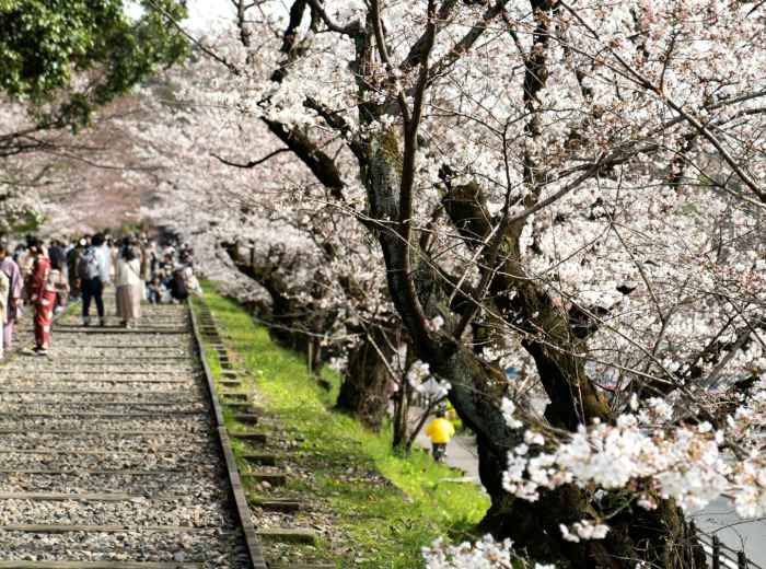 Cherry blossoms forming tunnel over temple path with visitors walking beneath Photo by David Emrich on Unsplash