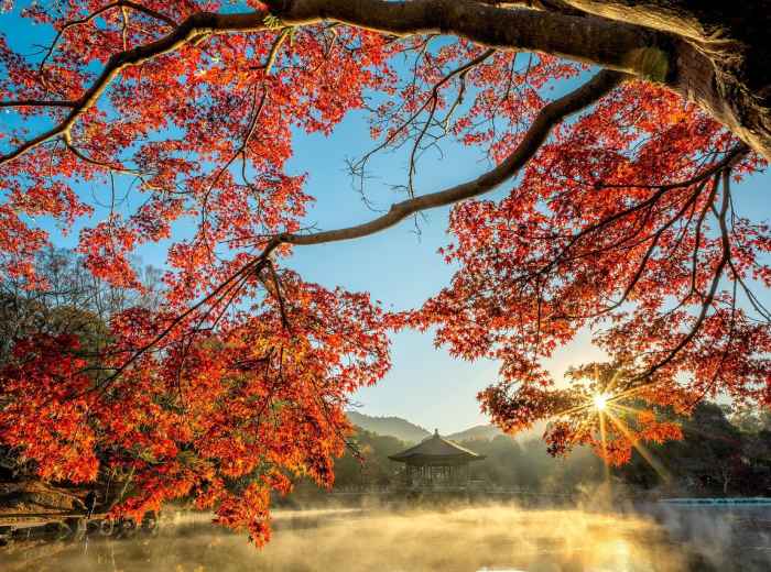 Morning light creating dramatic shadows through maple leaves Image by Kanenori from Pixabay