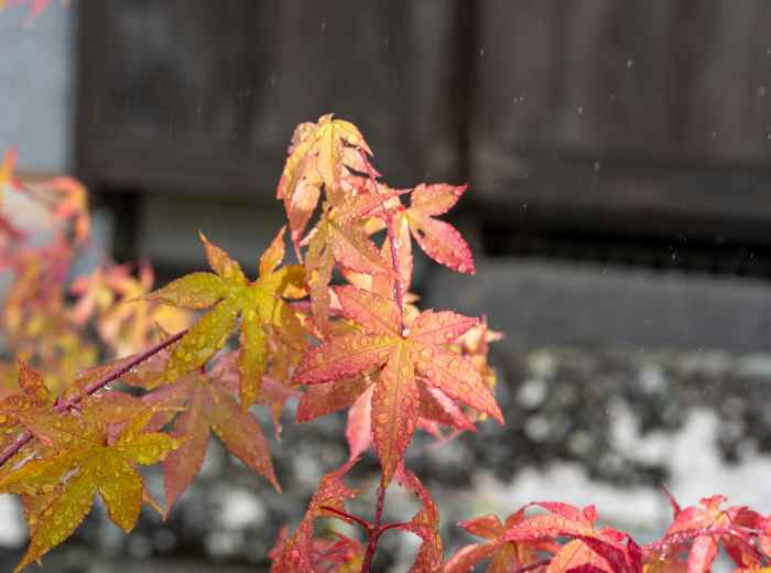 Early December morning with frost on remaining autumn leaves Photo by Kouji Tsuru on Unsplash