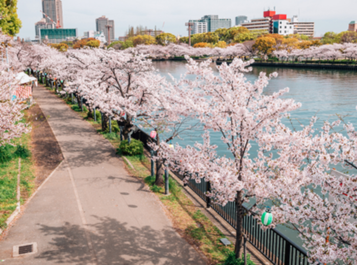 Cherry blossoms road with river in Kema Sakuranomiya Park