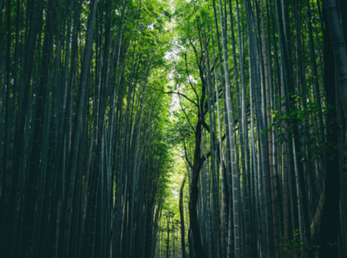 Visitors stroll along a sunlit path framed by dense bamboo in Kyoto’s famous Arashiyama district