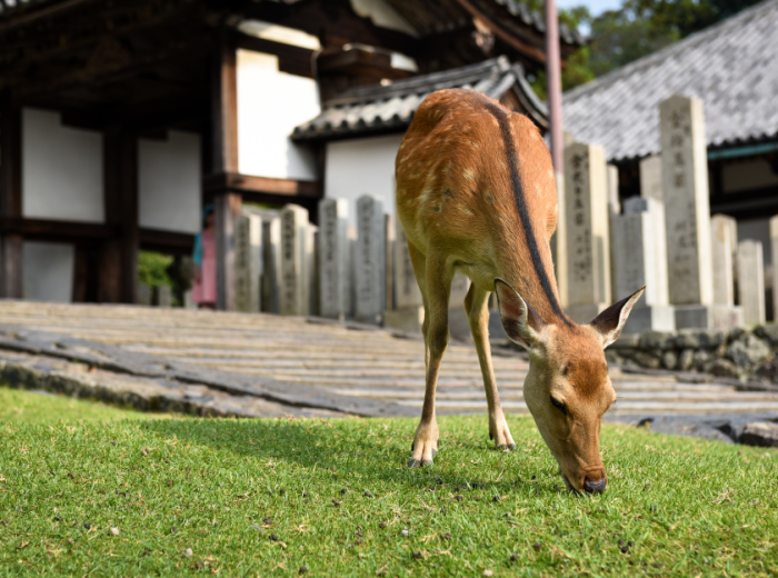 Grazing deer wandering near historic wooden temple structures in the expansive parkland of Nara