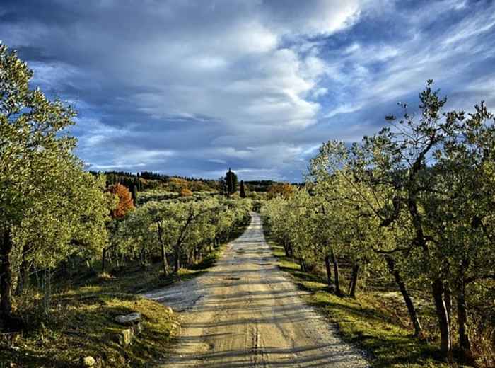 Country road through olive groves in the Chianti hills, a classic Tuscan countryside view