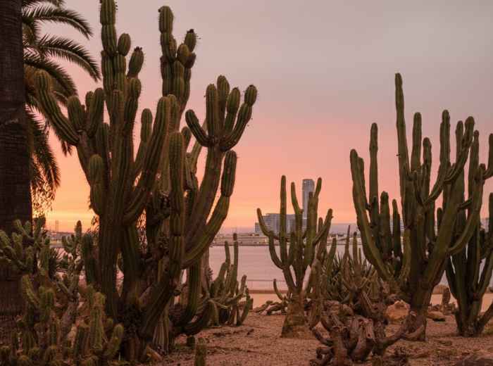 Towering cactus plants silhouetted against Mediterranean horizon