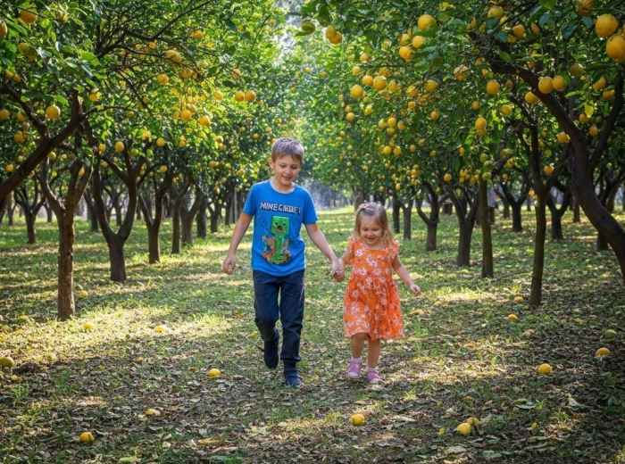 Kids enjoying walking between lemons trees