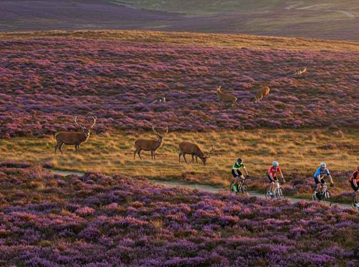 Cyclists on bikes passing red deer across heaths