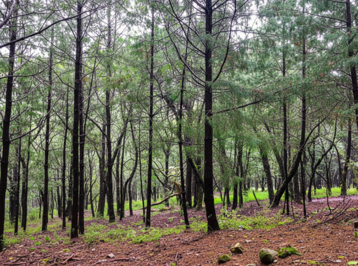 Pine forest trail at Desierto de los Leones national park