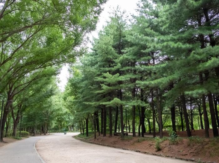 Tranquil Seoul Forest path