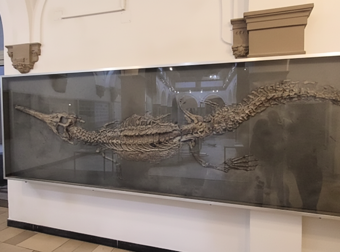 Fossil display at the Palaeontological Museum near Königsplatz