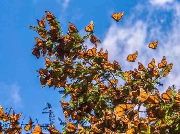 Monarch butterflies clustered on oyamel branches