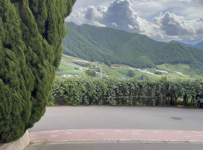 Rows of grapevines on hillside slopes in Katsunuma with mountains beyond