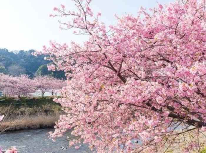 Kawazu cherry blossoms in full bloom along the river in early spring