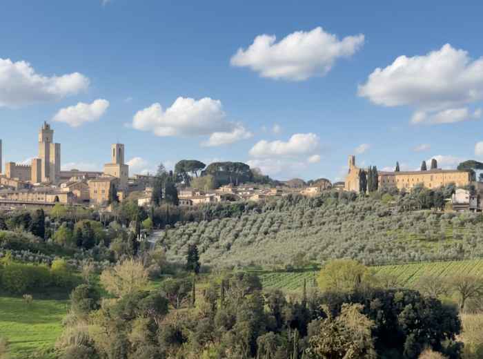Olive groves in the Fiesole hills