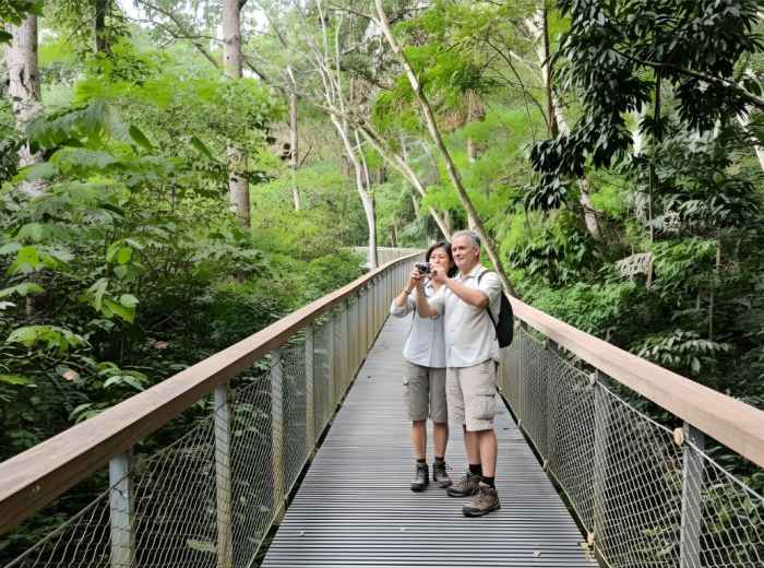 Suspension bridge at MacRitchie TreeTop Walk through dense forest canopy
