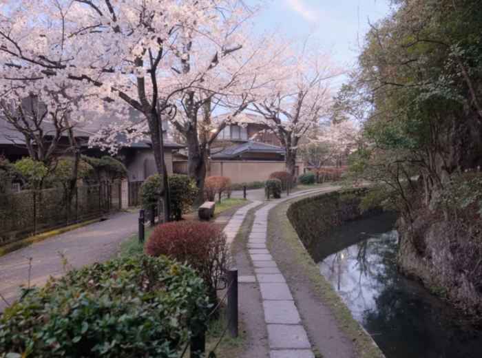 Cherry blossoms along the canal at the Philosopher’s Path in Kyoto