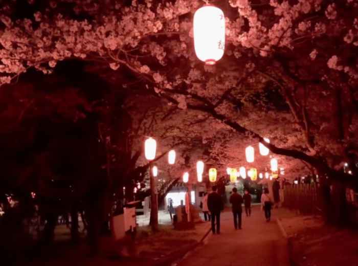 Cherry blossoms illuminated by paper lanterns during nighttime hanami