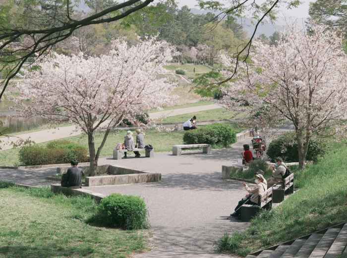 Visitors relaxing on benches beneath cherry blossom trees in a Kyoto park during spring