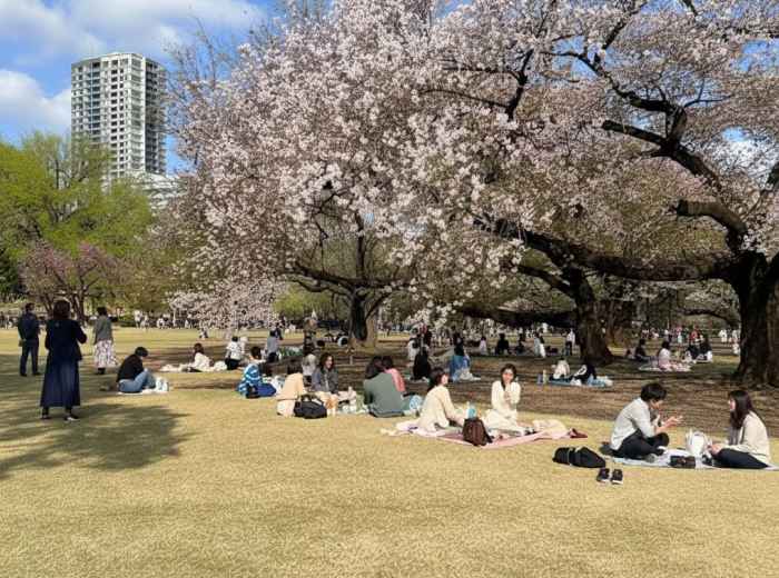 Wide lawn with scattered picnickers under cherry blossoms at Shinjuku Gyoen