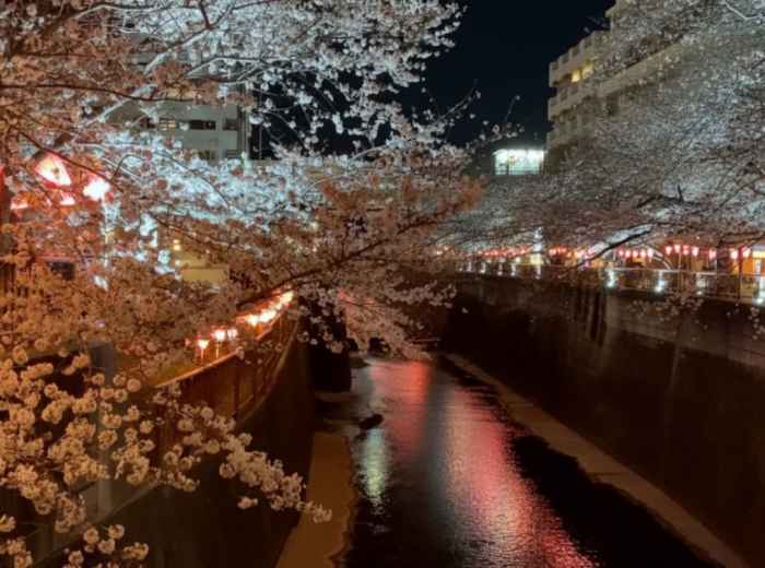 Cherry blossoms and pink lanterns along the Meguro River at night