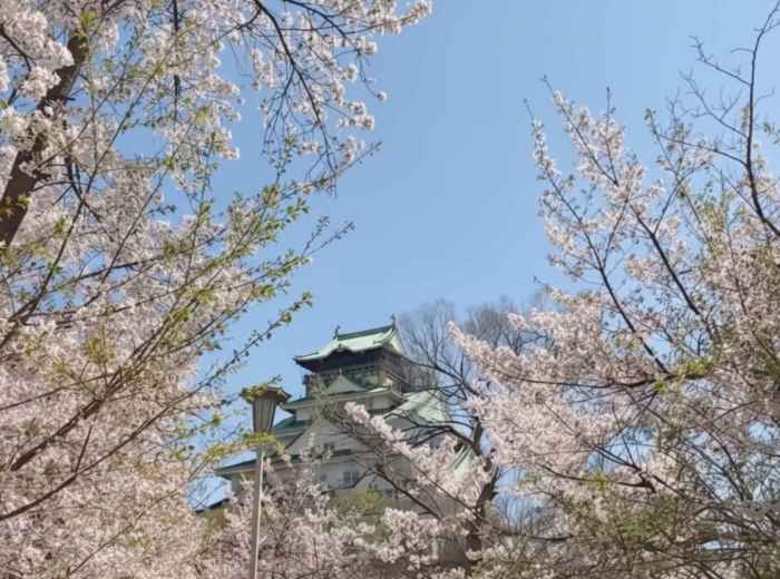 Osaka Castle framed by cherry blossoms in spring