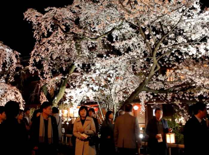 Illuminated cherry blossoms at night with visitors gathered for yozakura in Shirakawa, Kyoto