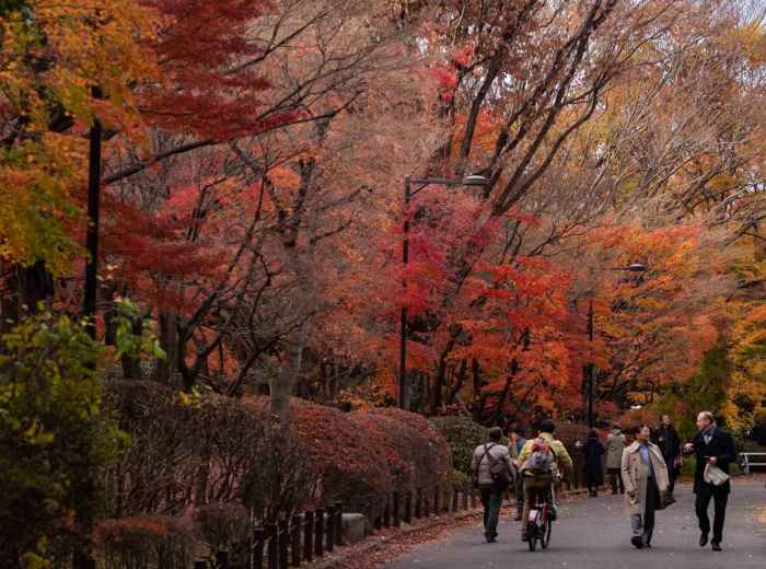 Autumn path in Kitanomaru Park with locals walking beneath red maple leaves in Tokyo