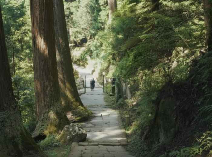 Stone path through cedar forest in Nara leading toward temple grounds