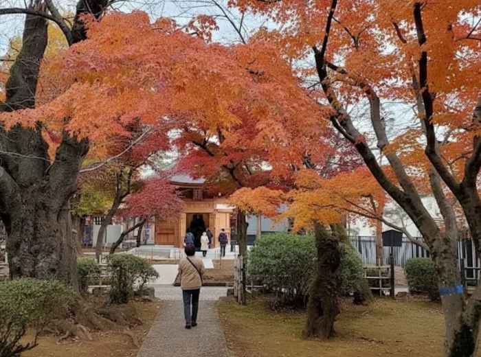 Autumn maple trees at Gōtokuji Temple in Tokyo