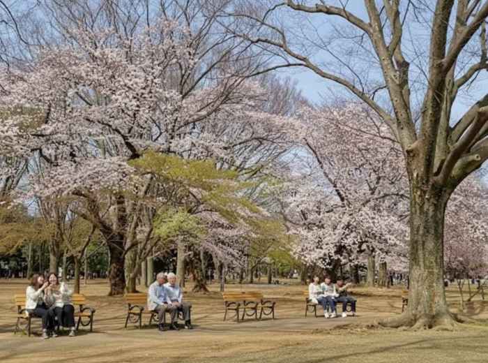 Cherry blossoms in bloom at Yoyogi Park, Tokyo, with locals relaxing on benches during hanami season in early spring