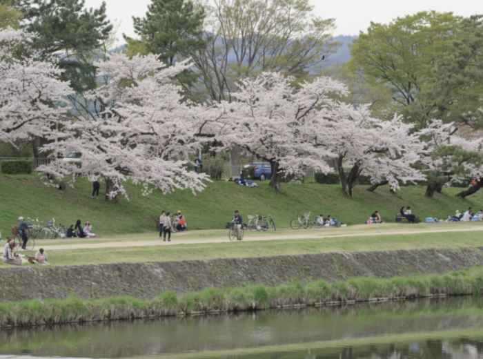 Cherry blossoms along the Kamo River with people relaxing on the riverbanks