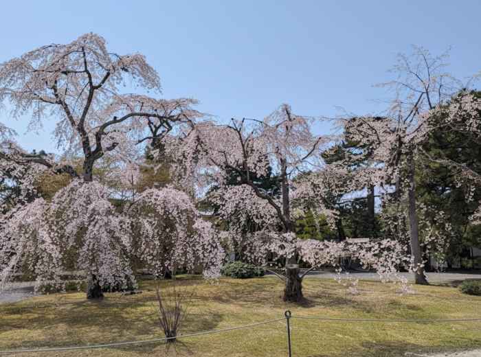 Weeping cherry trees in bloom across the open lawns of Kyoto Gyoen National Garden
